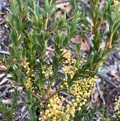 Acacia (genus) (A Wattle) at Hall, ACT - 2 Aug 2025 by strigo