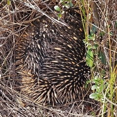 Tachyglossus aculeatus (Short-beaked Echidna) at Duffy, ACT - 1 Aug 2025 by KevGuevara