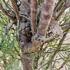 Callitris endlicheri (Black Cypress Pine) at Duffy, ACT - 1 Aug 2025 by KevGuevara