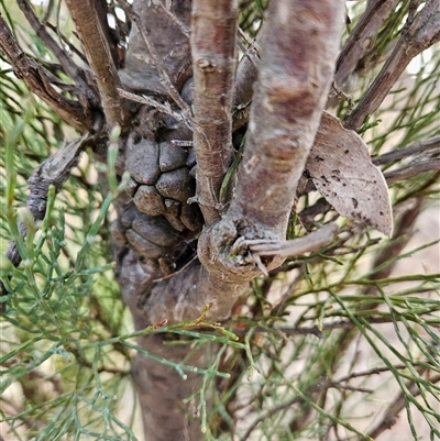 Callitris endlicheri (Black Cypress Pine) at Duffy, ACT - 1 Aug 2025 by KevGuevara