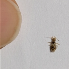 Miridae (family) (Unidentified plant bug) at Pearce, ACT - 2 Aug 2025 by hebe