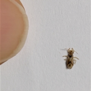 Miridae (family) (Unidentified plant bug) at Pearce, ACT - 2 Aug 2025 by hebe