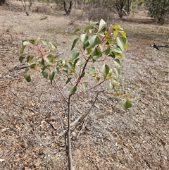 Brachychiton populneus subsp. populneus (Kurrajong) at Duffy, ACT - 1 Aug 2025 by KevGuevara