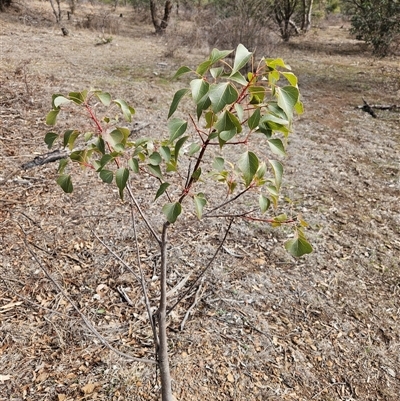 Brachychiton populneus subsp. populneus (Kurrajong) at Duffy, ACT - 1 Aug 2025 by KevGuevara