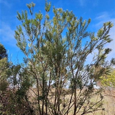 Banksia marginata (Silver Banksia) at Duffy, ACT - 1 Aug 2025 by KevGuevara