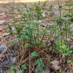 Cheilanthes sieberi subsp. sieberi (Mulga Rock Fern) at Duffy, ACT - 1 Aug 2025 by KevGuevara