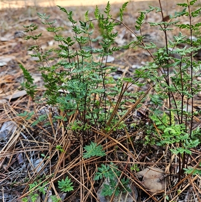 Cheilanthes sieberi subsp. sieberi (Mulga Rock Fern) at Duffy, ACT - 1 Aug 2025 by KevGuevara