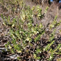 Melichrus urceolatus (Urn Heath) at Duffy, ACT - 31 Jul 2025 by KevGuevara