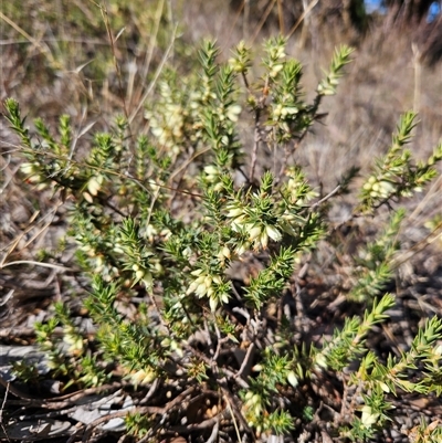 Melichrus urceolatus (Urn Heath) at Duffy, ACT - 31 Jul 2025 by KevGuevara