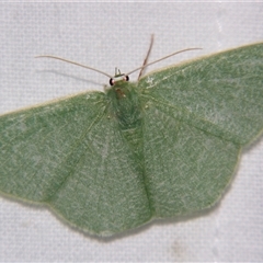 Prasinocyma albicosta (An Emerald moth (Geometrinae)) by PJH123
