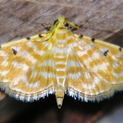 Notarcha aurolinealis (A Crambid moth (Spilomelinae)) at Good Night, QLD - 27 Oct 2008 by PJH123