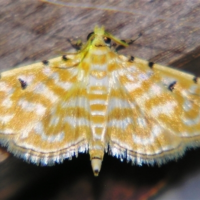 Notarcha aurolinealis (A Crambid moth (Spilomelinae)) at Good Night, QLD - 27 Oct 2008 by PJH123