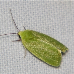 Earias smaragdina (A Noctuid moth (Nolidae)) at Good Night, QLD - 27 Oct 2008 by PJH123