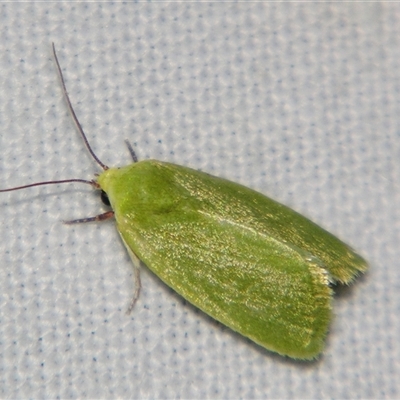 Earias smaragdina (A Noctuid moth (Nolidae)) at Good Night, QLD - 27 Oct 2008 by PJH123