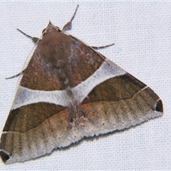 Dysgonia constricta (EREBIDAE, Erebinae) at Good Night, QLD - 27 Oct 2008 by PJH123