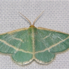 Mixocera latilineata (Side-lined Emerald) at Good Night, QLD - 27 Oct 2008 by PJH123