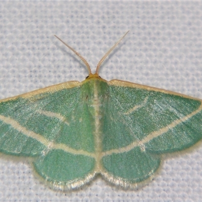 Mixocera latilineata (Side-lined Emerald) at Good Night, QLD - 27 Oct 2008 by PJH123