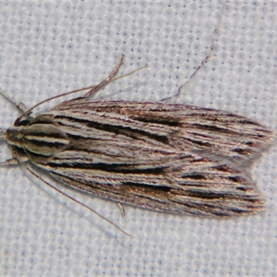 Leistarcha amphigramma (A Gelechioid moth (Xyloryctidae) at  - suppressed by PJH123