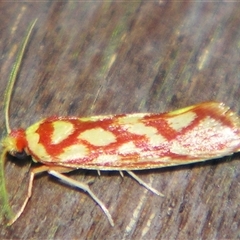 Anticrates zapyra (A Lacturid Group moth (Lacturidae) by PJH123