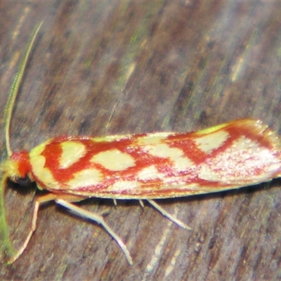 Anticrates zapyra (A Lacturid Group moth (Lacturidae) at  - suppressed by PJH123