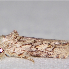 Unverified Noctuoid moth (except Arctiinae) by PJH123