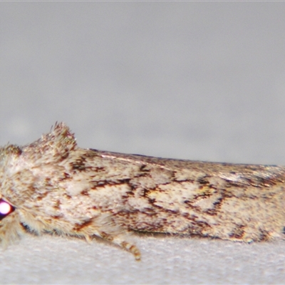 Unverified Noctuoid moth (except Arctiinae) at  - suppressed by PJH123