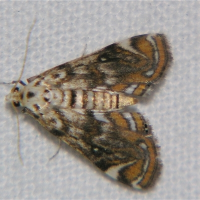 Parapoynx polydectalis (A Crambid moth (Acentropinae) at Good Night, QLD - 27 Oct 2008 by PJH123