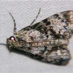 Stericta nephelodes (A Pyralid moth (Epipaschiinae) at Good Night, QLD - 27 Oct 2008 by PJH123
