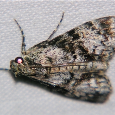 Stericta nephelodes (A Pyralid moth (Epipaschiinae) at Good Night, QLD - 27 Oct 2008 by PJH123