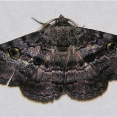 Donuca castalia (An Erebid moth (Catocalini)) at Good Night, QLD - 27 Oct 2008 by PJH123