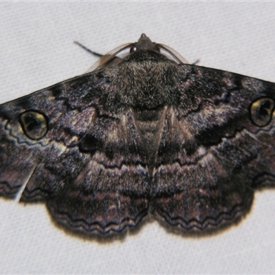 Donuca castalia (An Erebid moth (Catocalini)) at Good Night, QLD - 27 Oct 2008 by PJH123