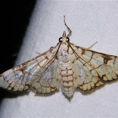 Aphytoceros lucusalis (A Crambid moth (Spilomelinae) at  - suppressed by PJH123