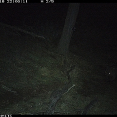 Vombatus ursinus (Bare-nosed Wombat, Common wombat) at Crowther, NSW - 18 Jun 2025 by Frecko
