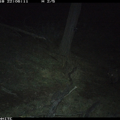 Vombatus ursinus (Bare-nosed Wombat, Common wombat) at Crowther, NSW - 18 Jun 2025 by Frecko