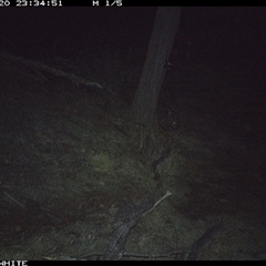 Vombatus ursinus (Bare-nosed Wombat, Common wombat) at Crowther, NSW - 20 Jun 2025 by Frecko
