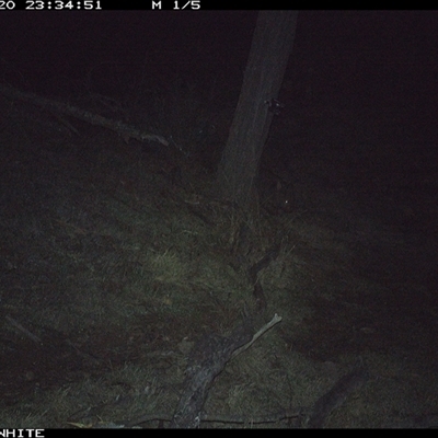 Vombatus ursinus (Bare-nosed Wombat, Common wombat) at Crowther, NSW - 20 Jun 2025 by Frecko