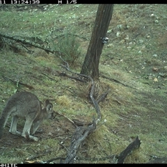 Macropus giganteus (Eastern Grey Kangaroo) at Crowther, NSW - 11 Jun 2025 by Frecko