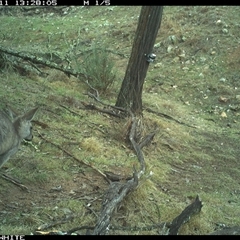 Macropus giganteus (Eastern Grey Kangaroo) at Crowther, NSW - 11 Jun 2025 by Frecko