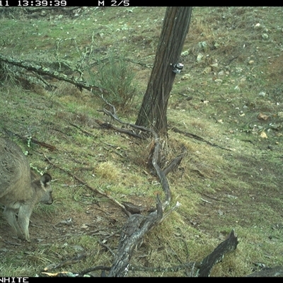 Macropus giganteus (Eastern Grey Kangaroo) at Crowther, NSW - 11 Jun 2025 by Frecko