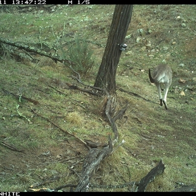 Macropus giganteus (Eastern Grey Kangaroo) at Crowther, NSW - 11 Jun 2025 by Frecko