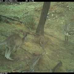 Macropus giganteus (Eastern Grey Kangaroo) at Crowther, NSW - 12 Jun 2025 by Frecko