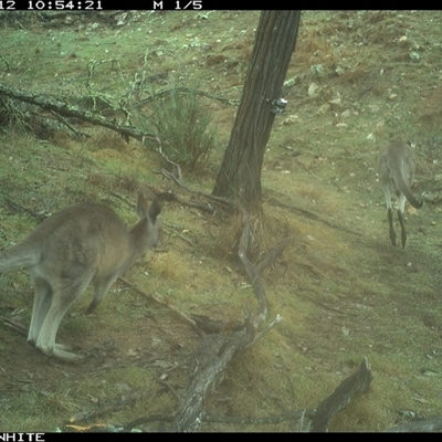 Macropus giganteus (Eastern Grey Kangaroo) at Crowther, NSW - 12 Jun 2025 by Frecko