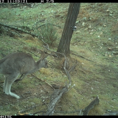 Macropus giganteus (Eastern Grey Kangaroo) at Crowther, NSW - 12 Jun 2025 by Frecko