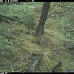 Macropus giganteus (Eastern Grey Kangaroo) at Crowther, NSW - 12 Jun 2025 by Frecko