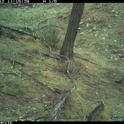 Macropus giganteus (Eastern Grey Kangaroo) at Crowther, NSW - 12 Jun 2025 by Frecko