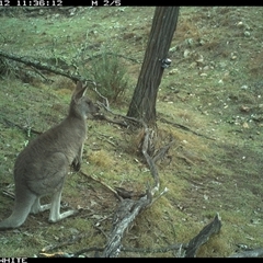 Macropus giganteus (Eastern Grey Kangaroo) at Crowther, NSW - 12 Jun 2025 by Frecko