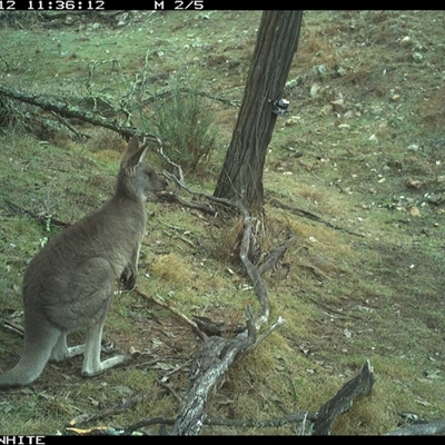 Macropus giganteus (Eastern Grey Kangaroo) at Crowther, NSW - 12 Jun 2025 by Frecko