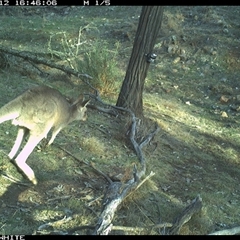 Macropus giganteus (Eastern Grey Kangaroo) at Crowther, NSW - 12 Jun 2025 by Frecko