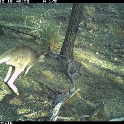 Macropus giganteus (Eastern Grey Kangaroo) at Crowther, NSW - 12 Jun 2025 by Frecko