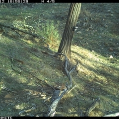 Macropus giganteus (Eastern Grey Kangaroo) at Crowther, NSW - 12 Jun 2025 by Frecko
